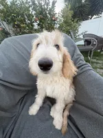 Petey, a male Goldendoodle and Labradoodle for sale in San Diego, CA – 5 of 10