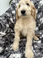 Petey, a male Goldendoodle and Double Doodle for sale in San Diego, CA – 7 of 10
