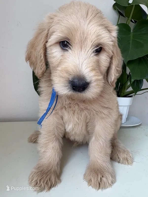 Pax – Goldendoodle, Double Doodle puppy for sale in San Diego, CA
