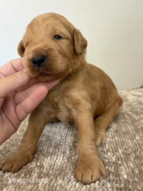 Chuck – Goldendoodle, Labradoodle puppy for sale in San Diego, CA