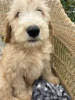 Pickles, a male Goldendoodle and Double Doodle for sale in San Diego, CA – 3 of 10