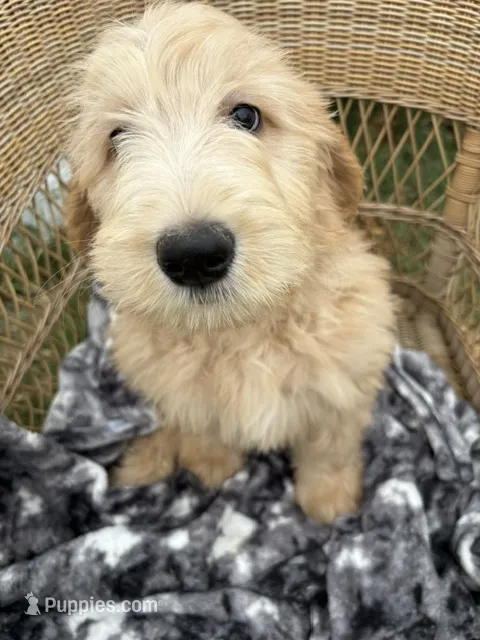 Pickles – Goldendoodle, Double Doodle puppy for sale in San Diego, CA