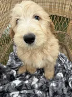 Pickles, a male Goldendoodle and Double Doodle for sale in San Diego, CA – 1 of 10