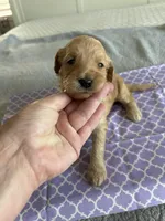 Cookie, a female Goldendoodle for sale in San Diego, CA – Photo 10 of 10