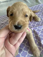 Cookie, a female Goldendoodle for sale in San Diego, CA – Photo 8 of 10