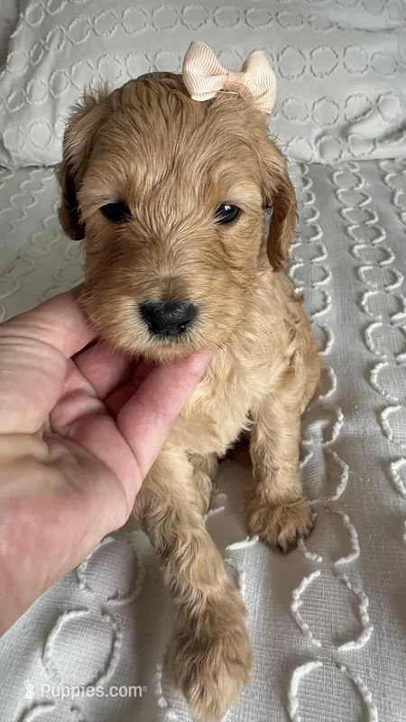 Cookie – Goldendoodle puppy on hold in San Diego, CA