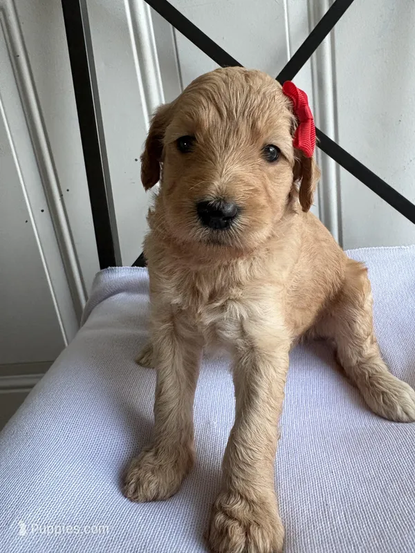 Cookie – Goldendoodle puppy for sale in San Diego, CA
