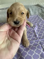 Cookie, a female Goldendoodle for sale in San Diego, CA – Photo 4 of 10