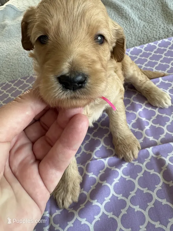 Cookie – Goldendoodle puppy for sale in San Diego, CA