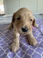 Cookie, a female Goldendoodle for sale in San Diego, CA – Photo 5 of 10