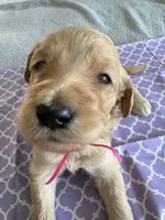 Cookie, a female Goldendoodle for sale in San Diego, CA – Photo 2 of 10