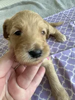 Cookie, a female Goldendoodle for sale in San Diego, CA – Photo 3 of 10