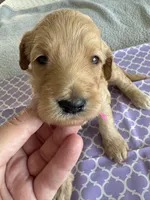 Cookie, a female Goldendoodle for sale in San Diego, CA – Photo 6 of 10