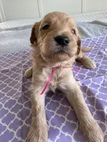 Cookie, a female Goldendoodle for sale in San Diego, CA – Photo 7 of 10