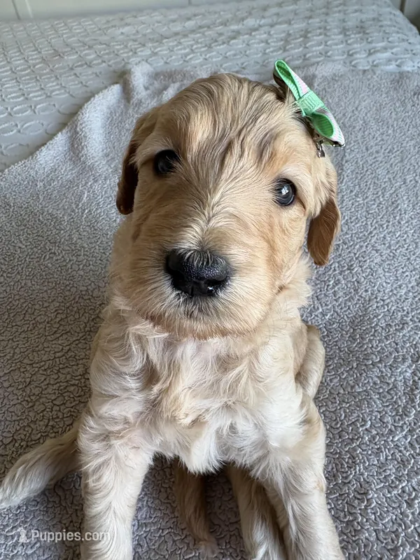 Cookie – Goldendoodle puppy for sale in San Diego, CA