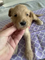 Cookie, a female Goldendoodle for sale in San Diego, CA – Photo 9 of 10