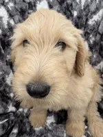 Pax, a male Goldendoodle and Double Doodle for sale in San Diego, CA – 2 of 10