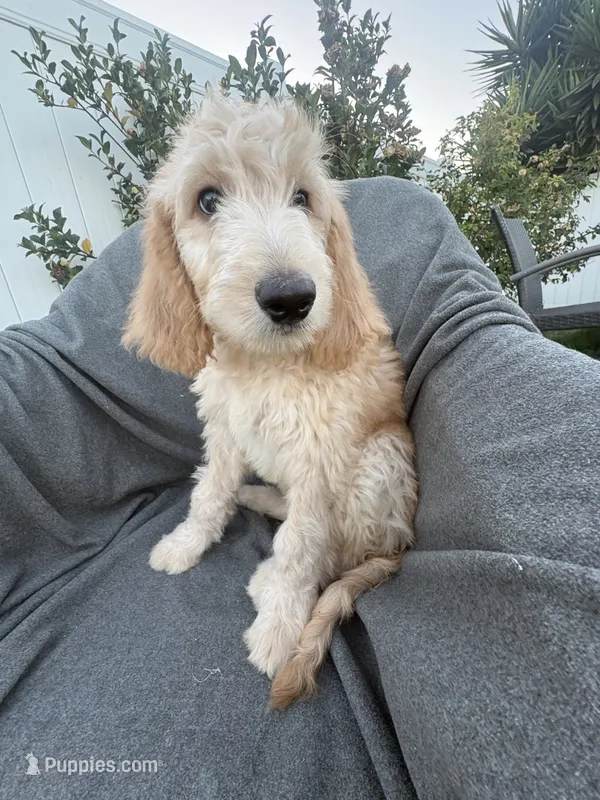 Petey – Goldendoodle, Double Doodle puppy for sale in San Diego, CA