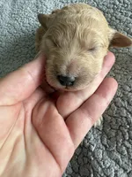Penny, a male Goldendoodle for sale in San Diego, CA – Photo 3 of 10