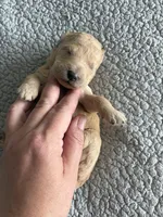 Penny, a male Goldendoodle for sale in San Diego, CA – Photo 8 of 10