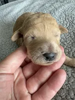 Penny, a male Goldendoodle for sale in San Diego, CA – Photo 2 of 10