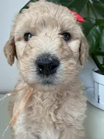 Penny, a female Goldendoodle and Labradoodle for sale in San Diego, CA – Photo 5 of 10