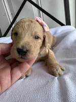 Penny, a female Goldendoodle and Double Doodle for sale in San Diego, CA – Photo 9 of 10