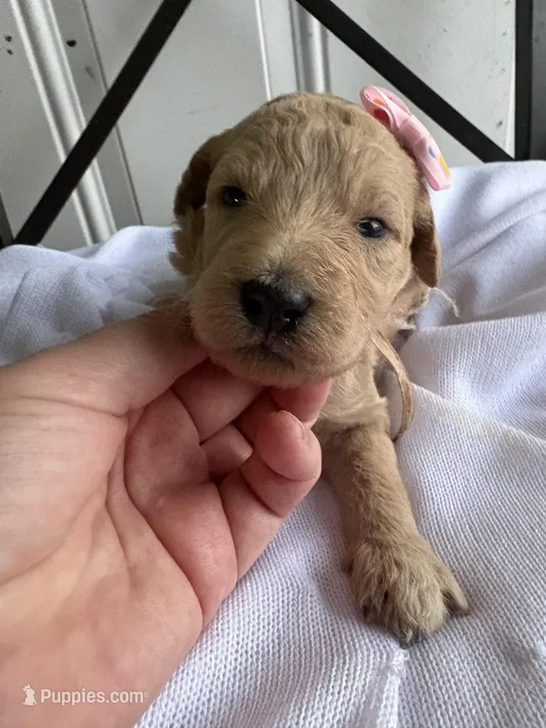 Penny – Goldendoodle puppy for sale in San Diego, CA