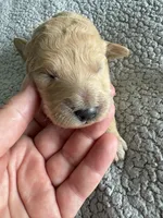 Penny, a male Goldendoodle for sale in San Diego, CA – Photo 4 of 10