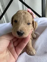 Penny, a female Goldendoodle and Double Doodle for sale in San Diego, CA – Photo 8 of 10