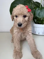 Penny, a female Goldendoodle and Labradoodle for sale in San Diego, CA – Photo 4 of 10