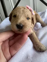 Penny, a female Goldendoodle and Double Doodle for sale in San Diego, CA – Photo 3 of 10