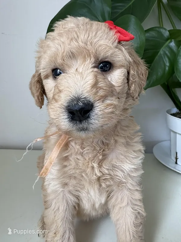 Penny – Goldendoodle, Labradoodle puppy for sale in San Diego, CA