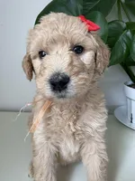 Penny, a female Goldendoodle and Labradoodle for sale in San Diego, CA – Photo 1 of 10