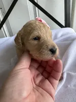 Penny, a female Goldendoodle and Double Doodle for sale in San Diego, CA – Photo 10 of 10