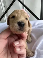 Penny, a female Goldendoodle and Double Doodle for sale in San Diego, CA – Photo 6 of 10
