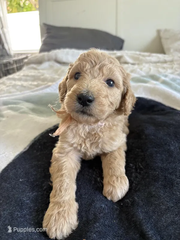 Penny – Goldendoodle, Double Doodle puppy for sale in San Diego, CA
