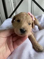 Penny, a female Goldendoodle and Double Doodle for sale in San Diego, CA – Photo 4 of 10