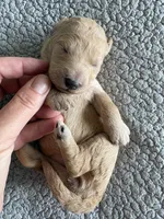 Penny, a male Goldendoodle for sale in San Diego, CA – Photo 6 of 10
