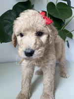 Penny, a female Goldendoodle and Labradoodle for sale in San Diego, CA – Photo 8 of 10