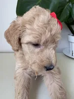 Penny, a female Goldendoodle and Labradoodle for sale in San Diego, CA – Photo 9 of 10