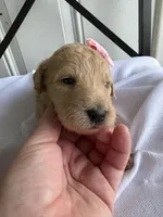 Penny, a female Goldendoodle and Double Doodle for sale in San Diego, CA – Photo 2 of 10