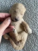 Penny, a male Goldendoodle for sale in San Diego, CA – Photo 5 of 10