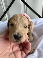 Penny, a female Goldendoodle and Double Doodle for sale in San Diego, CA – Photo 5 of 10