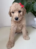 Penny, a female Goldendoodle and Labradoodle for sale in San Diego, CA – Photo 2 of 10