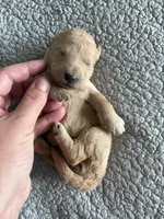 Penny, a male Goldendoodle for sale in San Diego, CA – Photo 9 of 10