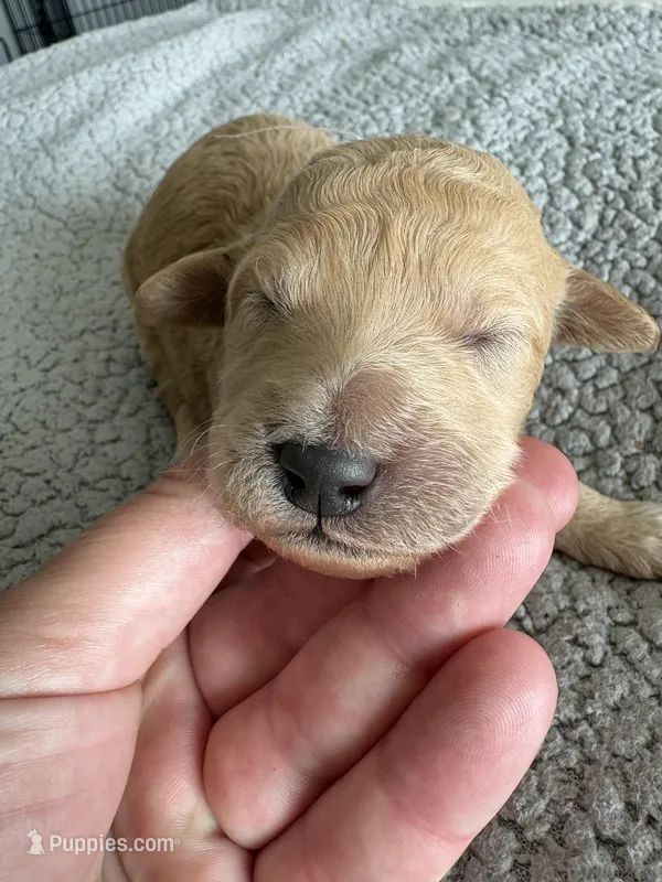 Penny – Double Doodle puppy for sale in San Diego, CA