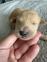 Penny, a male Goldendoodle for sale in San Diego, CA – Photo 1 of 10