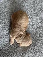 Penny, a male Goldendoodle for sale in San Diego, CA – Photo 7 of 10