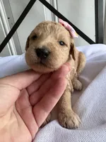 Penny, a female Goldendoodle and Double Doodle for sale in San Diego, CA – Photo 7 of 10